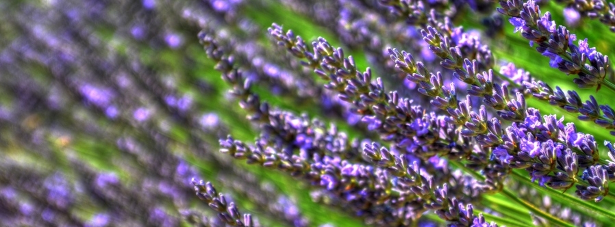 levendula_02